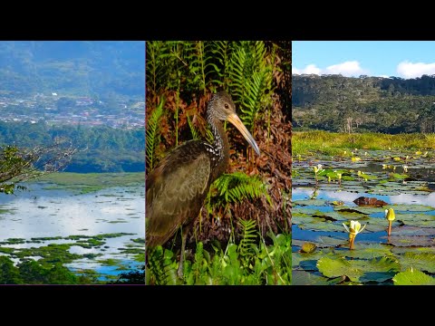 Observando aves en El Oconal - Villa Rica (Perú)