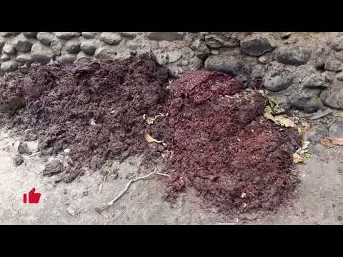 Catapalla, un lugar para disfrutar en familia. Lunahuaná | Perú