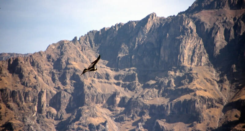 Colca Canyon in Peru Colca Canyon in Peru