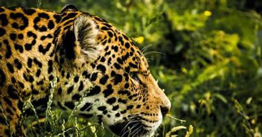 Jaguar en el Amazonas