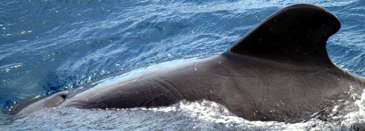 Wale vor Galapagos Wale vor Galapagos