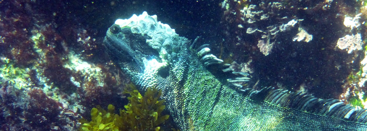 galapagos tierwelt galapagos tierwelt