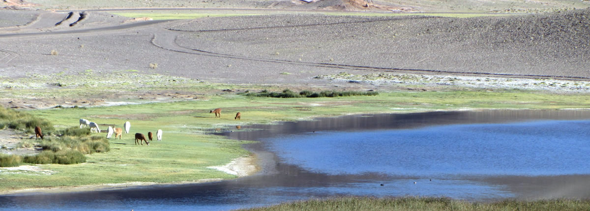 Altiplano peru Altiplano peru