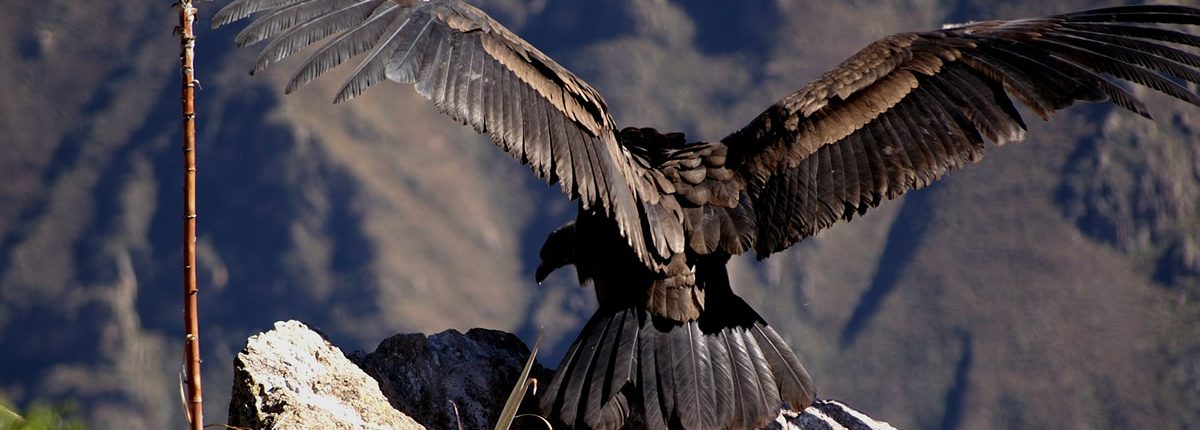 Studienreise: Peru – Reise durch das Land des Kondors