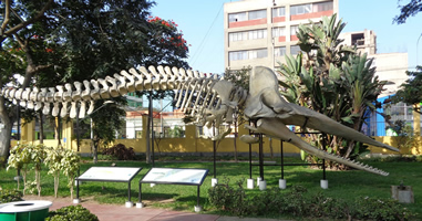 Naturkunde in Lima: Das Museo de Historia Natural Naturkunde in Lima: Das Museo de Historia Natural