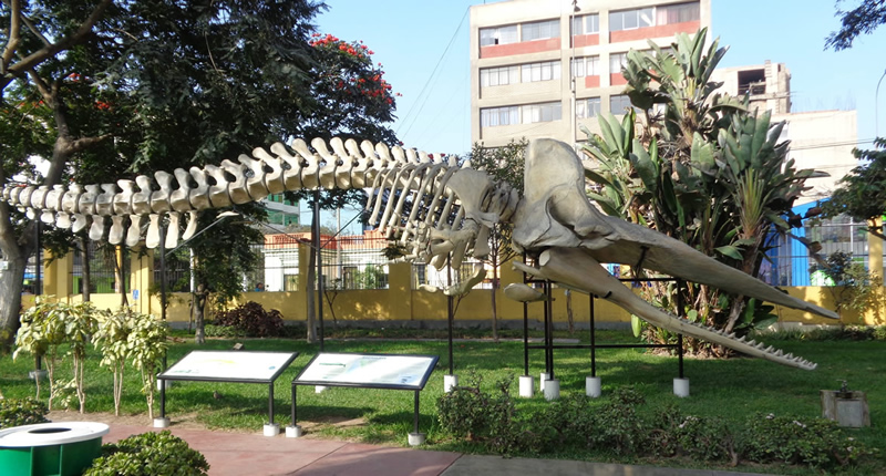 Museo de Historia Natural Museo de Historia Natural