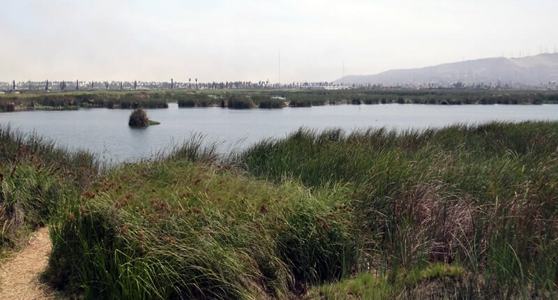 Pantanos de Villa Chorrillios