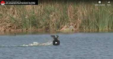 Videos Wildschutzgebiet Pantanos de Villa Chorrillos