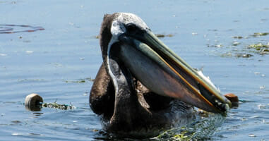 Gruppentour zu den Ballestas-Inseln Gruppentour zu den Ballestas-Inseln