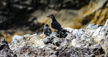 Islas Ballestas: Wo der Guano herkommt Islas Ballestas: Wo der Guano herkommt