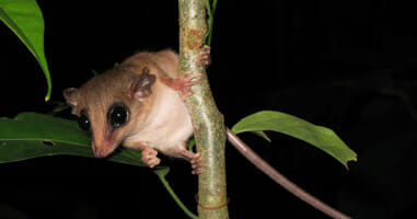 Mouse Possum Mouse Possum Tambopata.