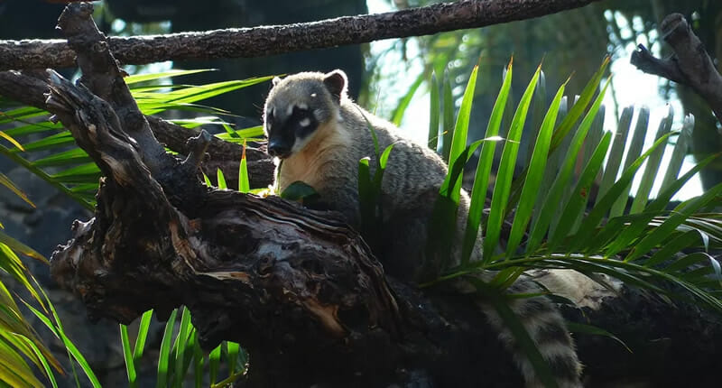 Satipo - Kaffee & Region in Jurin Satipo Reise zum teuersten Kaffee der Welt