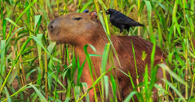Tambopata Nationalpark