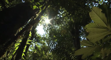 Videos Ese Ejja Peru Videos Ese Ejja Peru