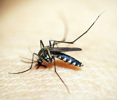 Haemagogus Mücke Gelbfieber Überträger