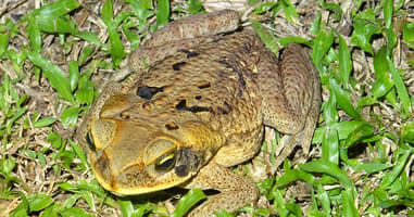 Rio Tambopata Frosch