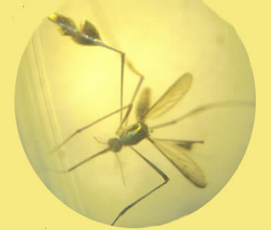 Sabethes chloropterus Sabethes chloropterus Mücke