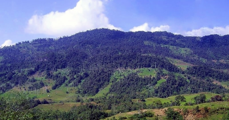 El Parque Nacional de Cutervo o el bosque nuboso de los Andes
