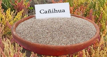 Cañihua – Andengetreide aus Peru Cañihua – Andengetreide aus Peru