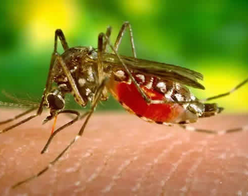 Dengue-Fieber in Peru: Gesundheitsnotstand ausgerufen Dengue-Fieber in Peru: Gesundheitsnotstand ausgerufen
