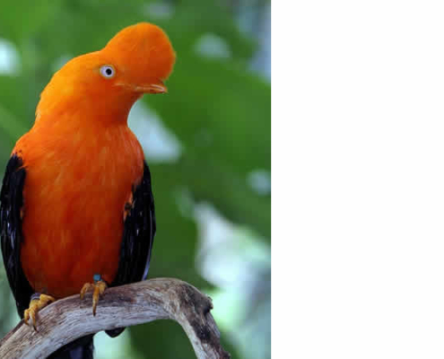 El gallito de las rocas andino: El patrimonio natural viviente de Perú El gallito de las rocas andino: El patrimonio natural viviente de Perú