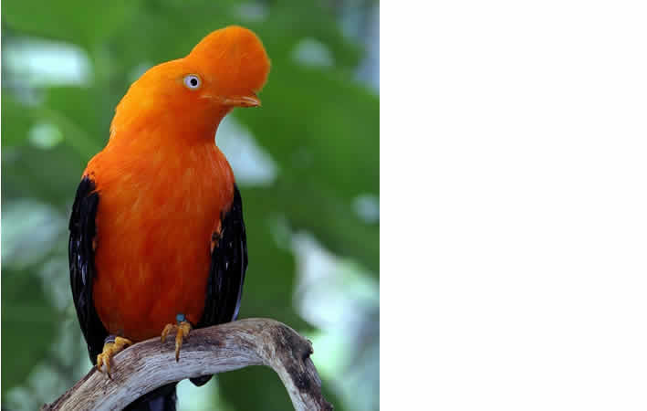 El gallito de las rocas andino: El patrimonio natural viviente de Perú