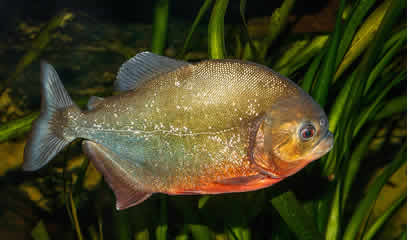 Roter Piranha Roter Piranha