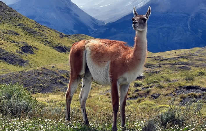 Lamas, Alpakas, Vicuñas und Guanacos (Cusco, Arequipa und Titicacasee)