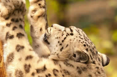Touren: Die Tiere im Pacaya-Samiria-Nationalpark