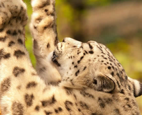 Die faszinierende Tierwelt Perus – Entdecke Pinguine, Brüllaffen und den Amazonas-Dschungel