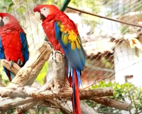 La Totorilla Zoo – Un paraíso natural en Ayacucho