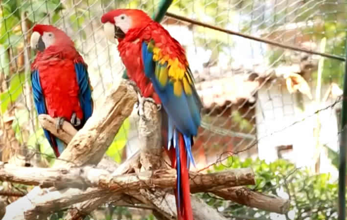 La Totorilla Zoo – Un paraíso natural en Ayacucho