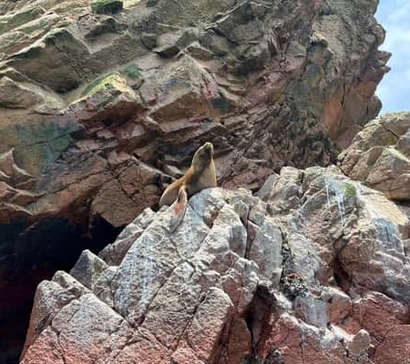 Von Ica/Huacachina: Ballestas‑Inseln & Paracas‑Reservat