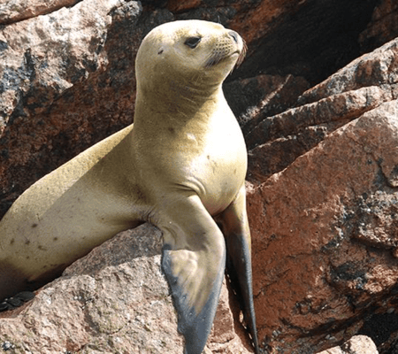 Ballestas‑Inseln & Paracas Nationalreservat ab Paracas