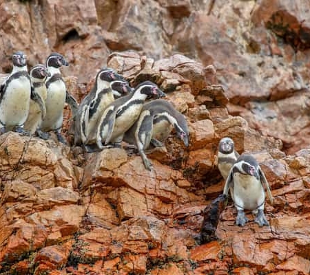 Paracas Ballestas‑Inseln Bootstour am Morgen