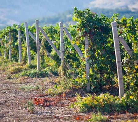 Ica | Huacachina: Wein- & Pisco-Weinberge – Tour mit Verkostung Ica | Huacachina: Wein- & Pisco-Weinberge – Tour mit Verkostung