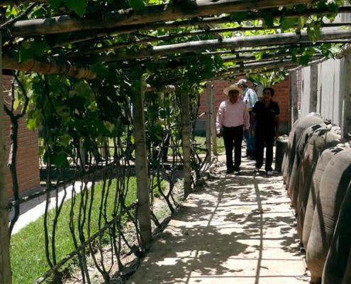 Bodega La Palma – Tradición y modernidad en la Ruta del Pisco de Lunahuaná Bodega La Palma – Tradición y modernidad en la Ruta del Pisco de Lunahuaná