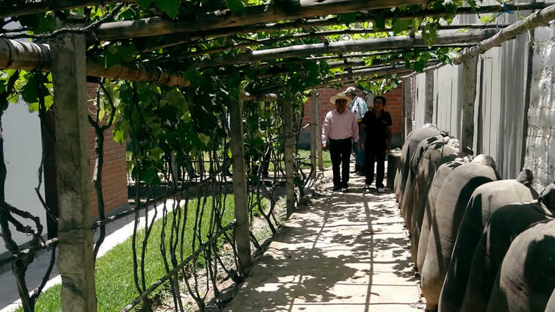 Bodega La Palma – Tradición y modernidad en la Ruta del Pisco de Lunahuaná