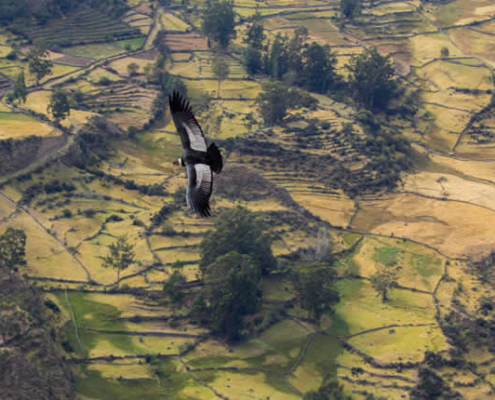 Kondor-Aussichtspunkt von Moyabamba – Majestätische Flüge über dem Sondondo-Tal