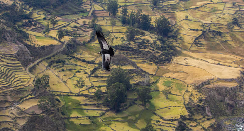 Mirador de Cóndores de Moyabamba – Vuelos majestuosos sobre el Valle del Sondondo
