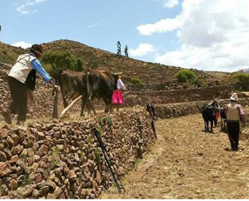 Pata Tarpuy Raymi – Fest der Aussaat in den Andenerías von Andamarca Pata Tarpuy Raymi – Fest der Aussaat in den Andenerías von Andamarca