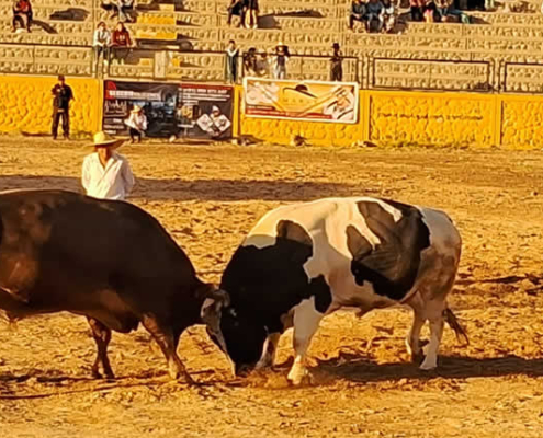 Stierkampf in Arequipa – Tradition und Kultur der Anden Stierkampf in Arequipa – Tradition und Kultur der Anden