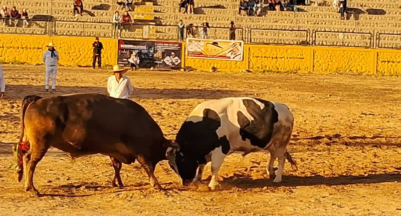 Stierkampf in Arequipa – Tradition und Kultur der Anden