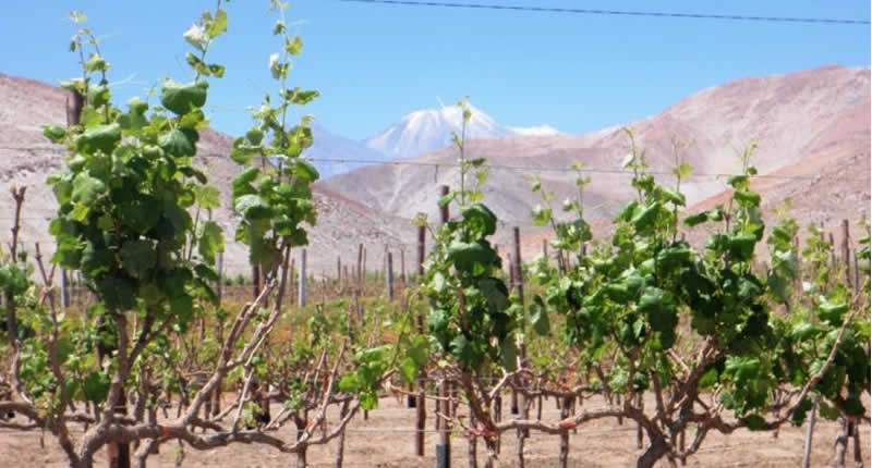 Terroir: Pampas de La Joya