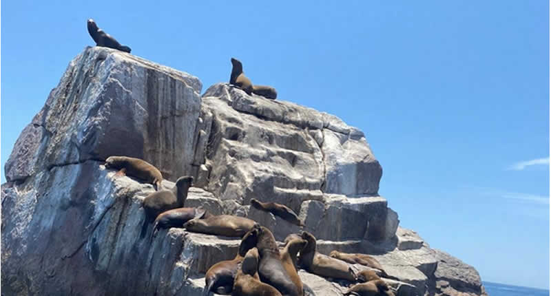 Fauna y observación del paisaje