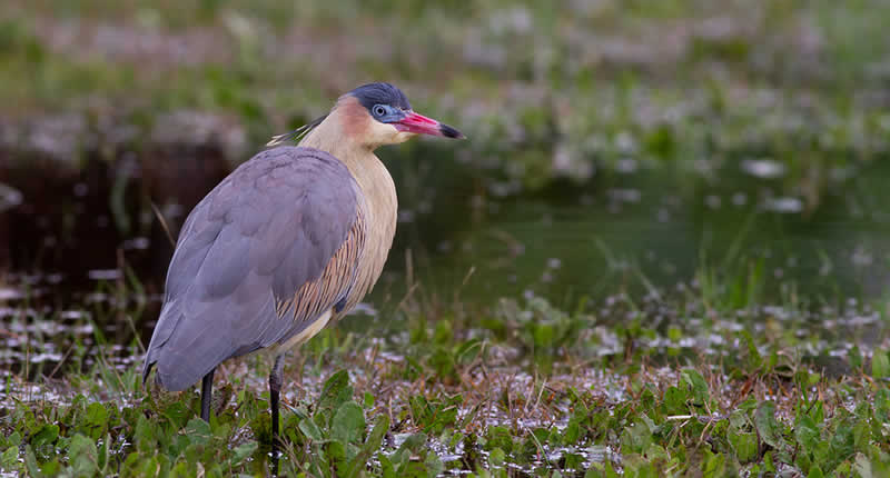 Vogelwelt: Highlights für Birdwatcher