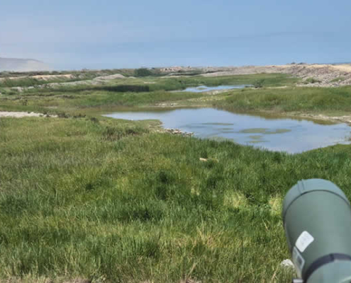 Humedal El Chiflón: Küstenfeuchtgebiet, Vogelreichtum & ökologische Oase bei Camaná Humedal El Chiflón: Küstenfeuchtgebiet, Vogelreichtum & ökologische Oase bei Camaná