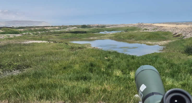 Humedal El Chiflón: Küstenfeuchtgebiet, Vogelreichtum & ökologische Oase bei Camaná