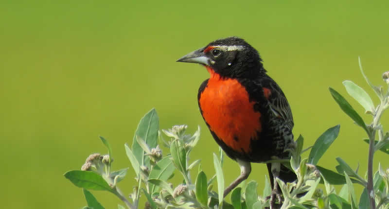 Vogelbeobachtung im Küstenfeuchtgebiet El Chiflón