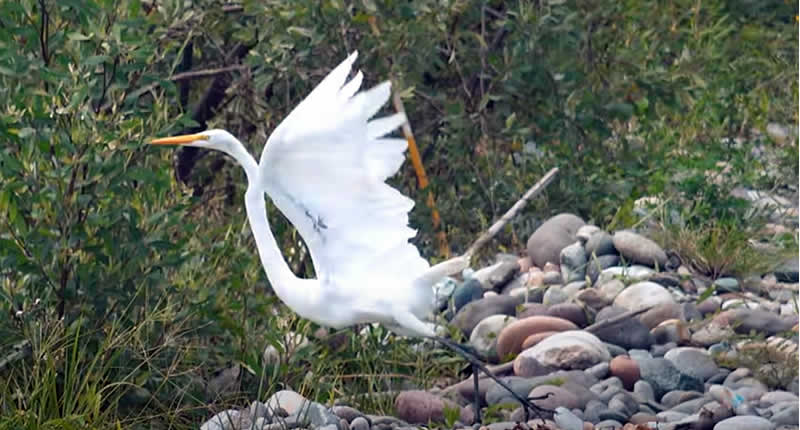 Vögel im Feuchtgebiet von Llochegua